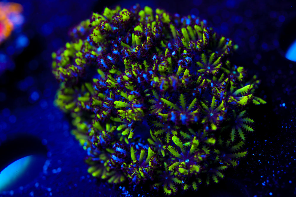 Blue Green Sympodium