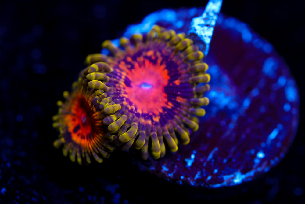 Marvin the Martian Zoa