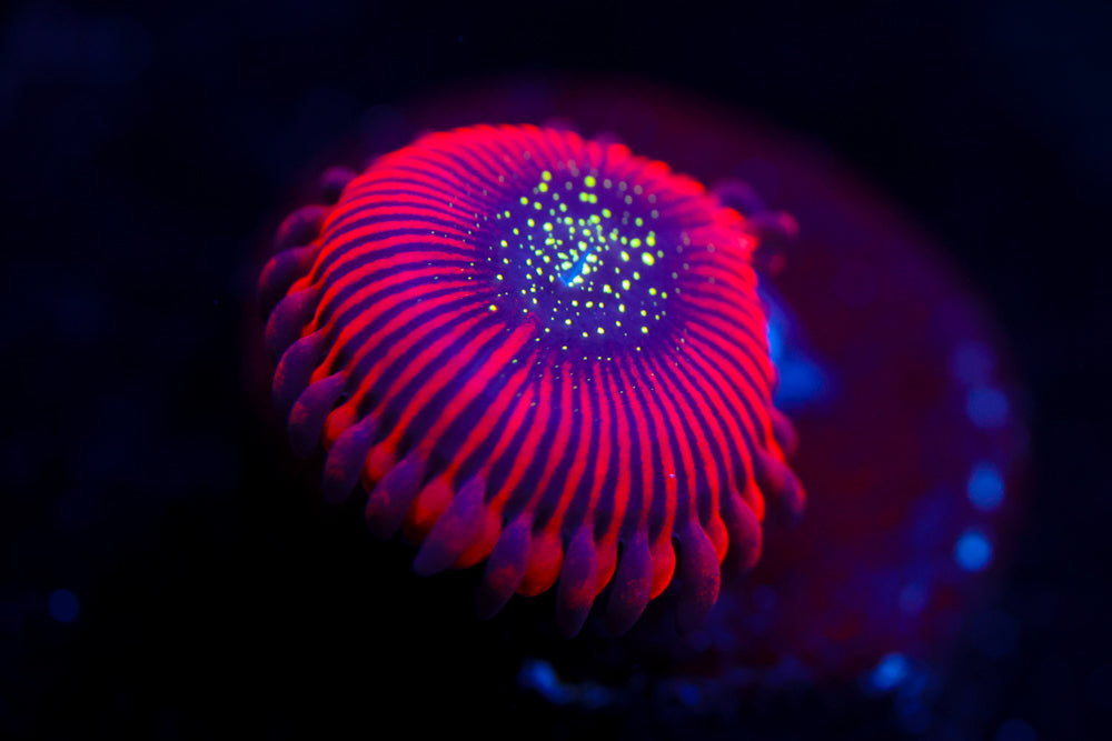 Magician Zoa