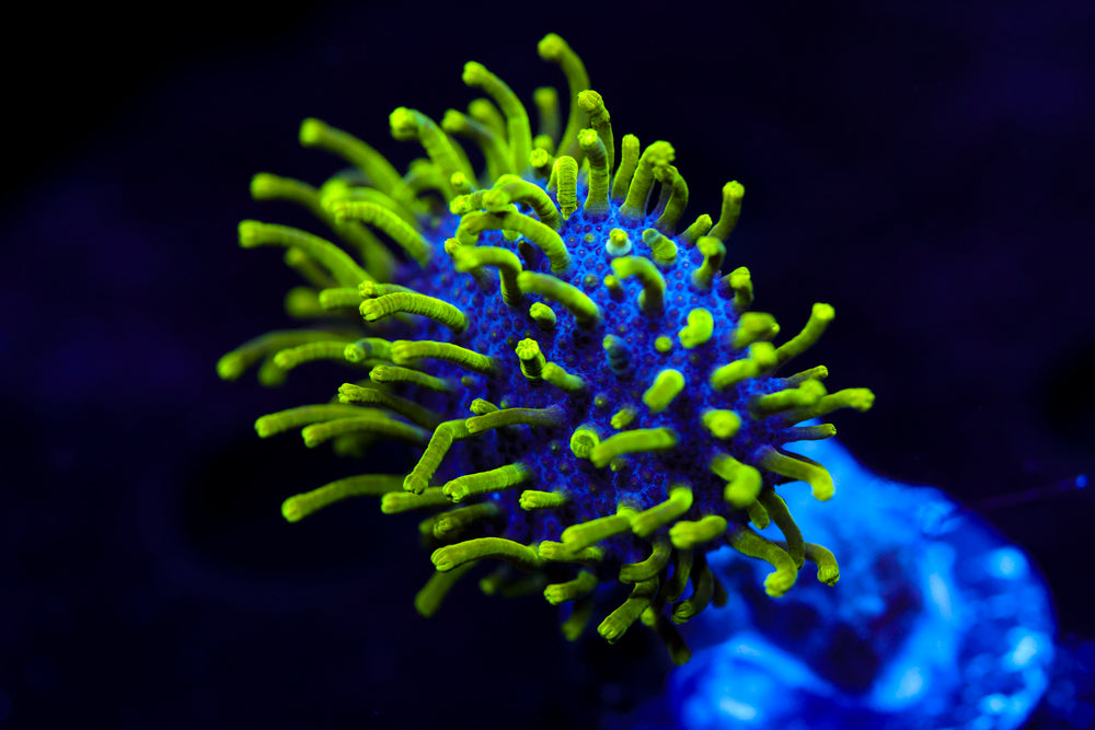 Neon Toadstool Leather