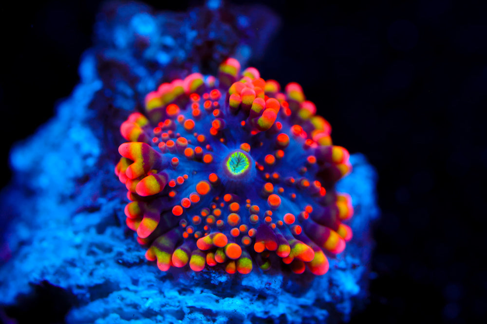 Baby Animal Bean Bag Bounce