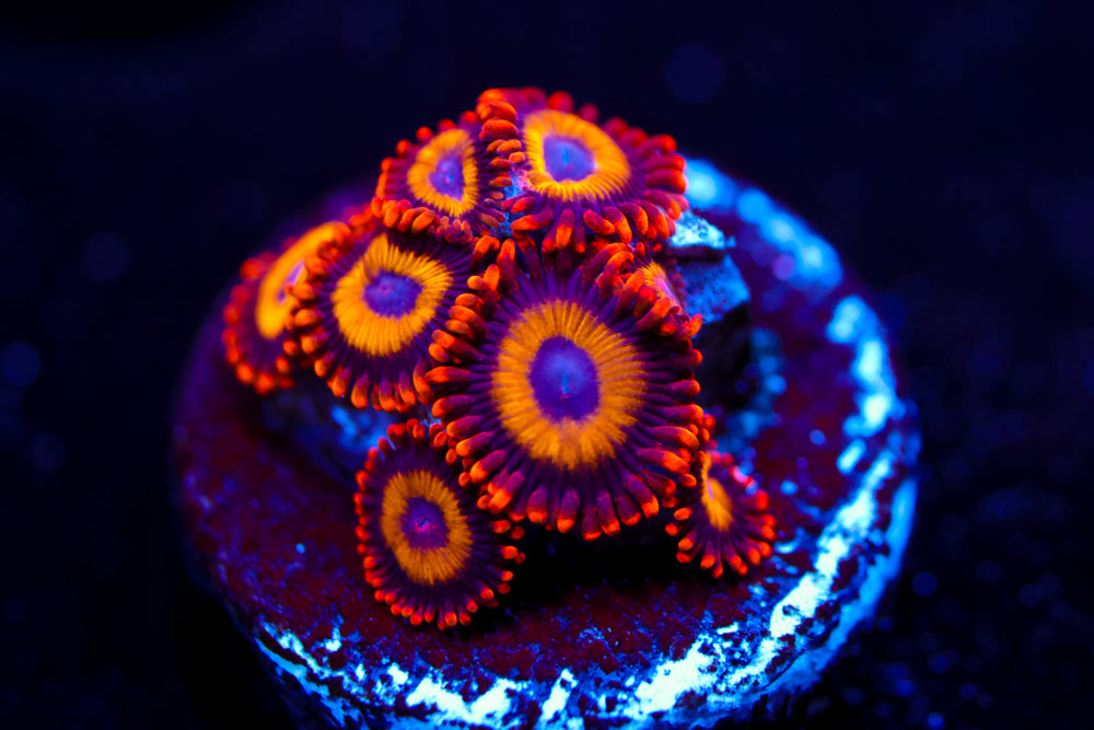 Fruit Loops Zoa