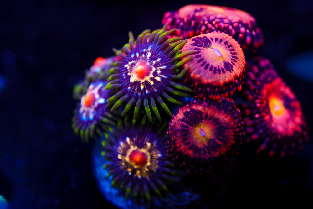 Daisy Cutter + JF Cry Baby Zoa