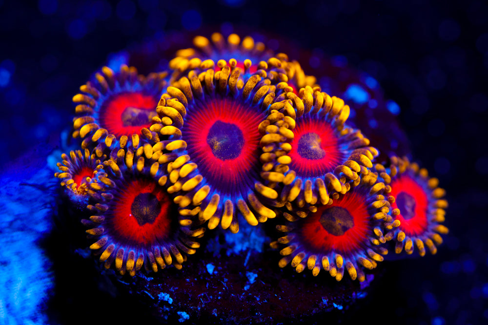 Eagle Eyes Zoa