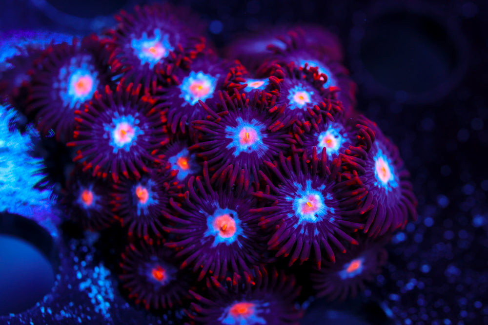 JPS Mystique Zoa