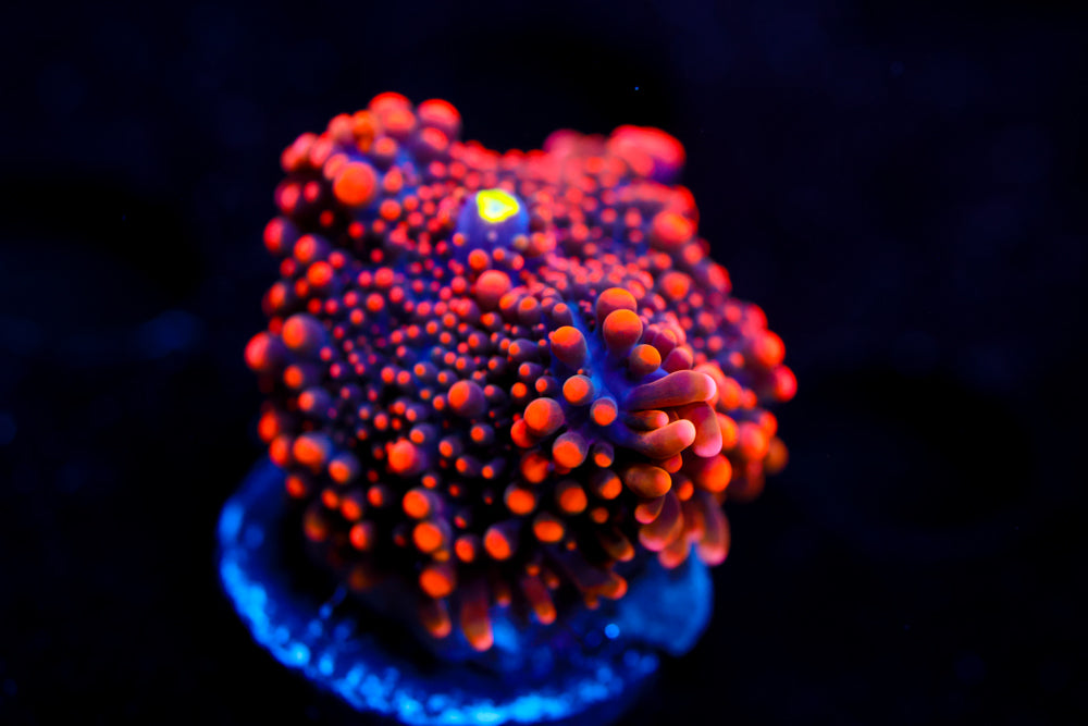 Godzilla Bounce Mushroom