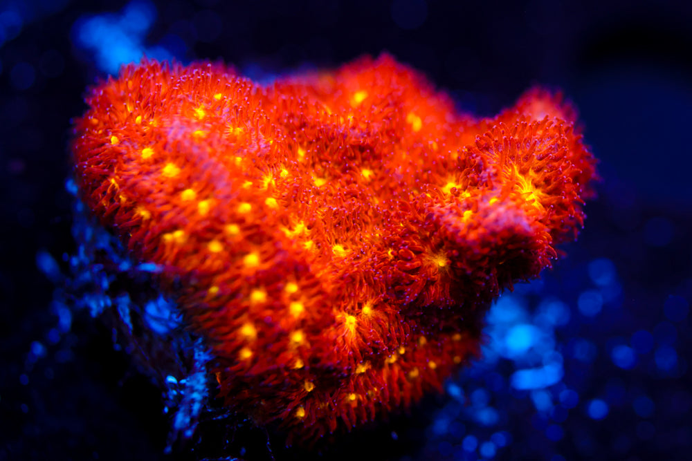 Autumn Harvest Psammocora