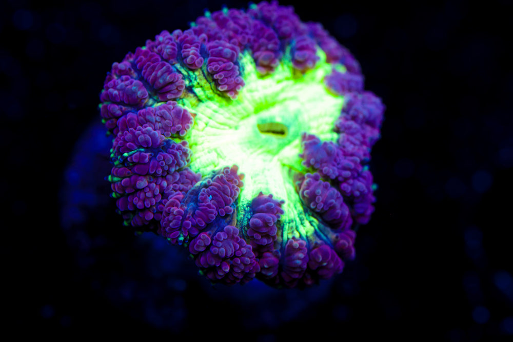 XL Purple and Green Blasto Wellsi