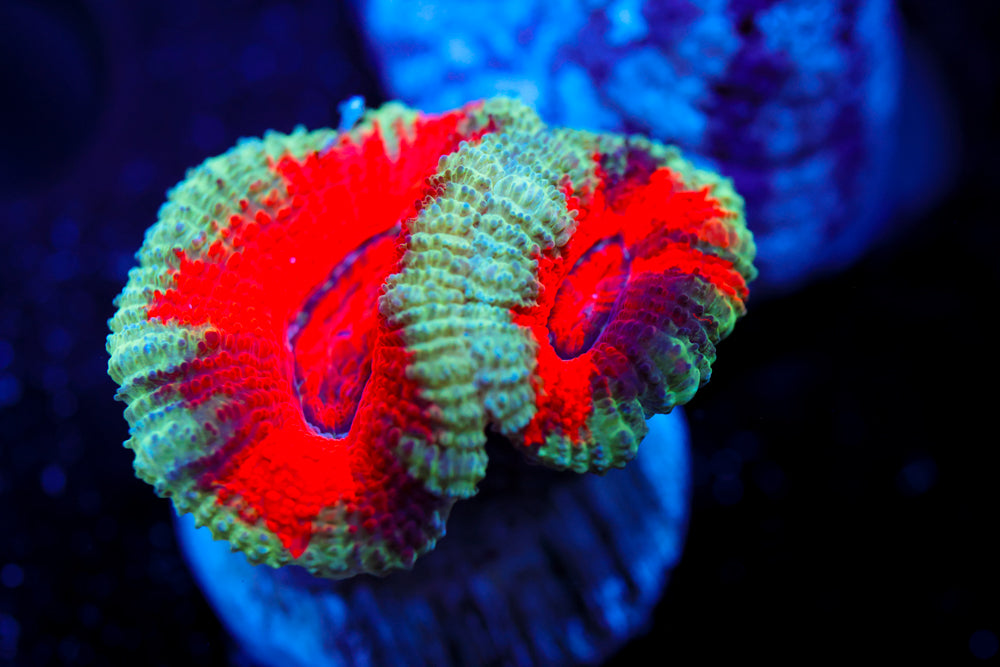 Grafted Red Acan