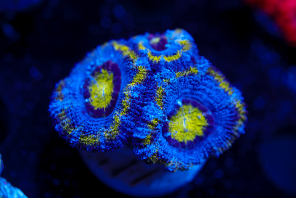 Reverse Alien Acan