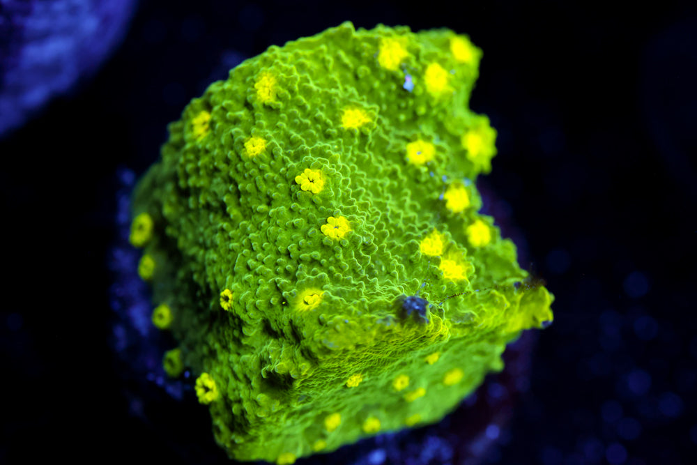 Glow Worm Astreopora