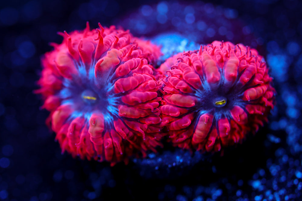 Superman Blasto Merletti