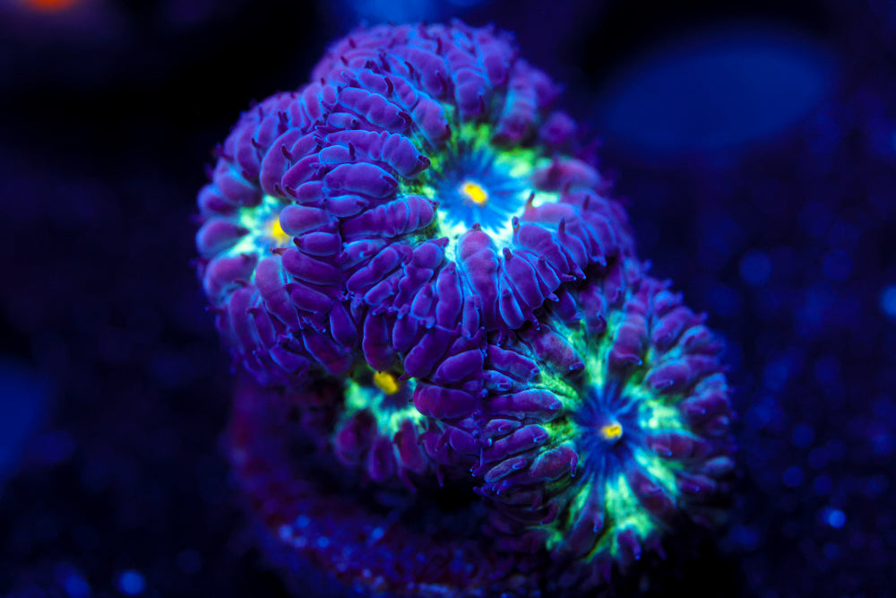 Black Raven Blasto Merletti