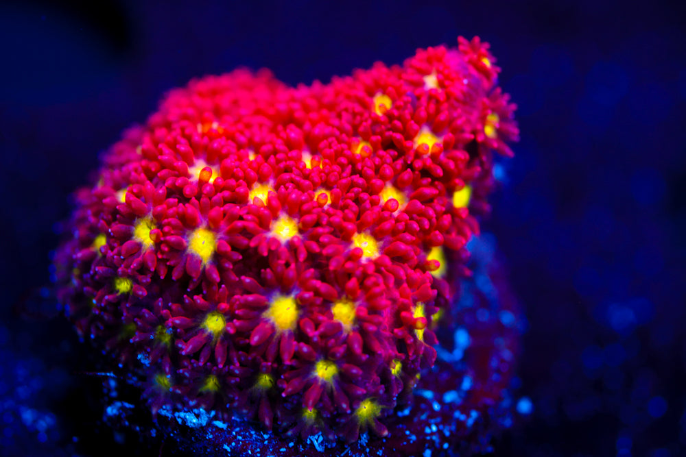 Cumbustion Micro Goni