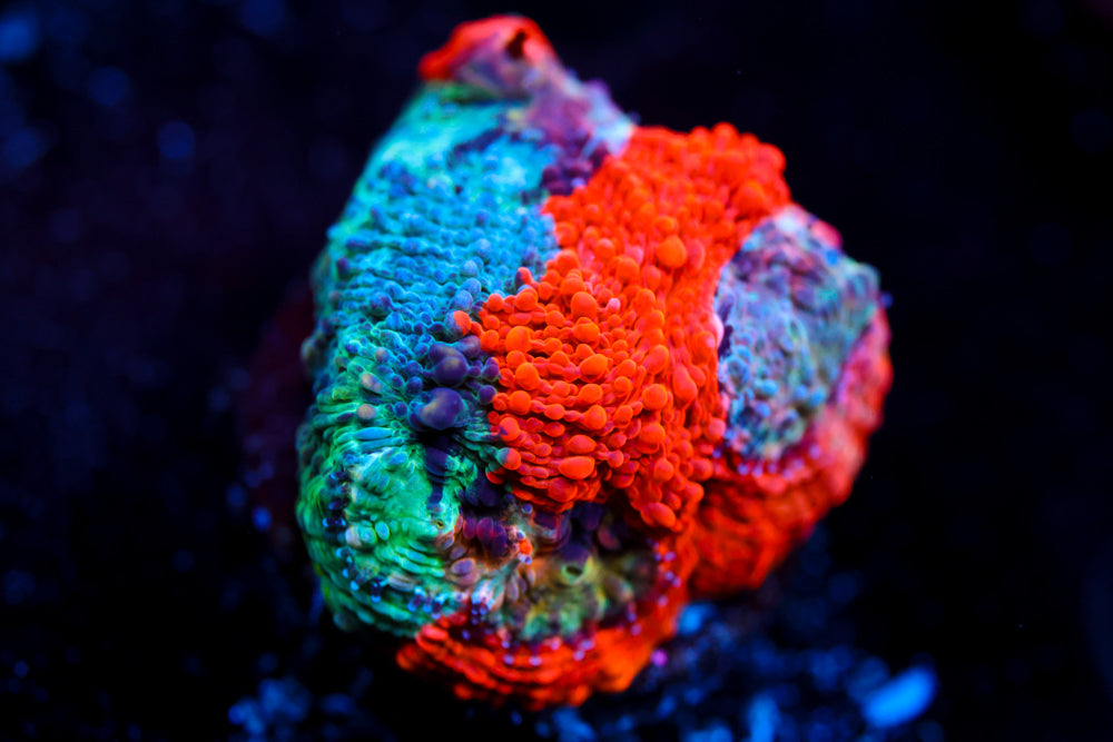Enchanted Acan Echinata