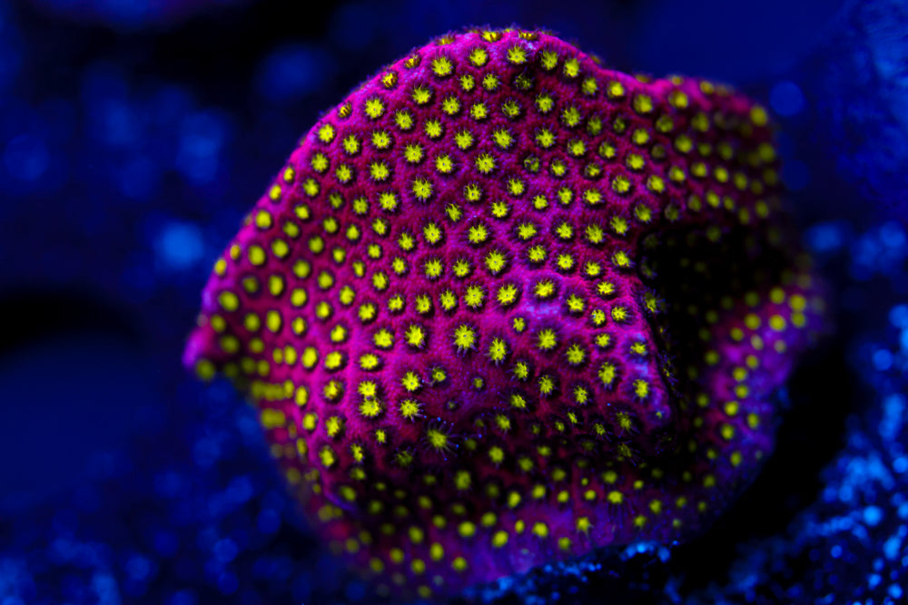 Electric Daisy Stylocoeniella