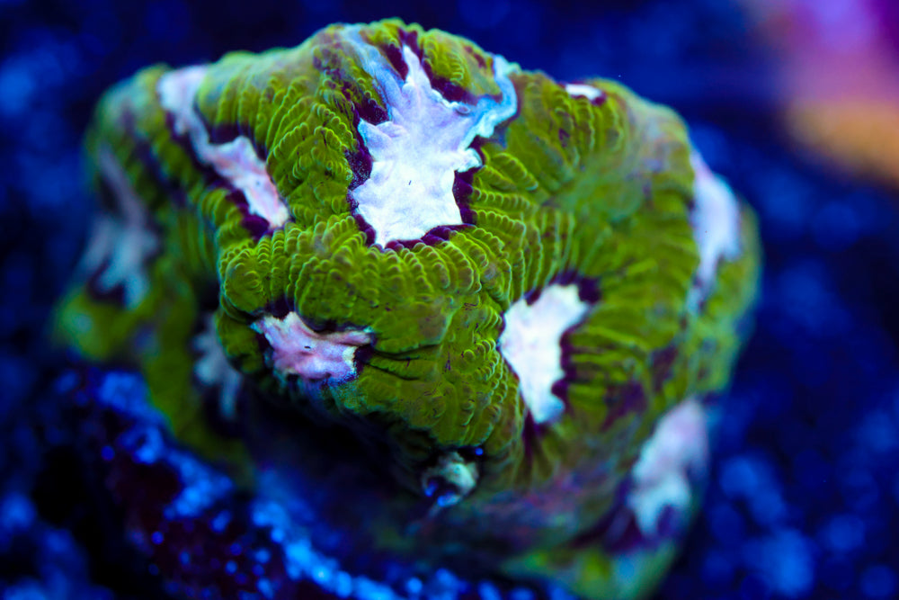 Hamster in Microwave Favia