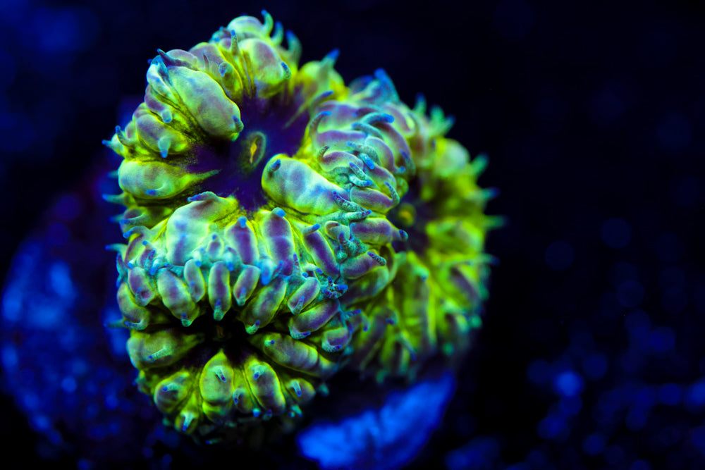 Master PPE Blasto Merletti