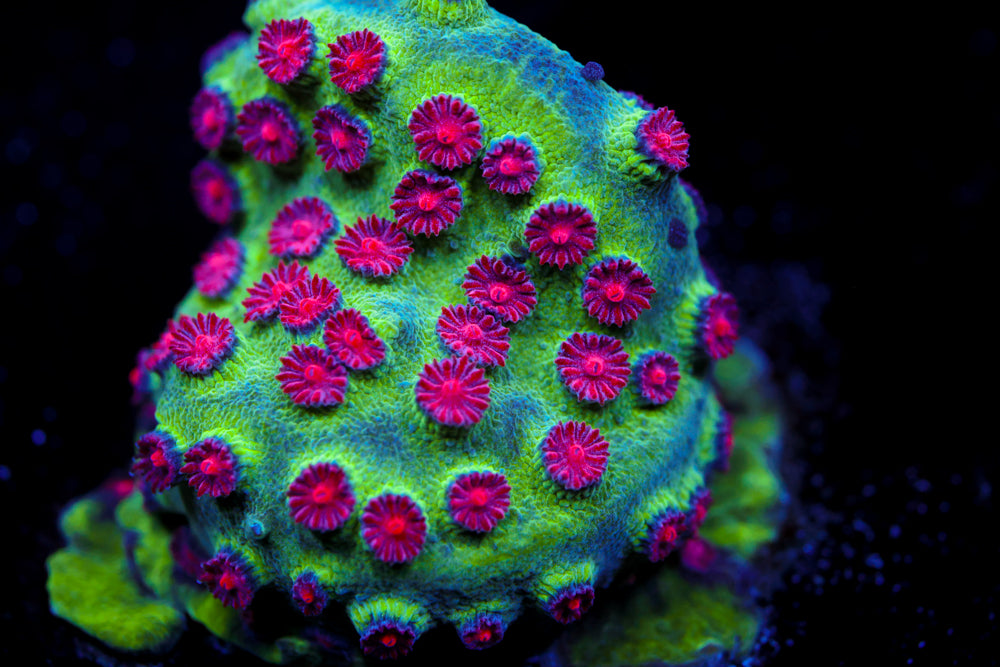 Alien Pox Cyphastrea