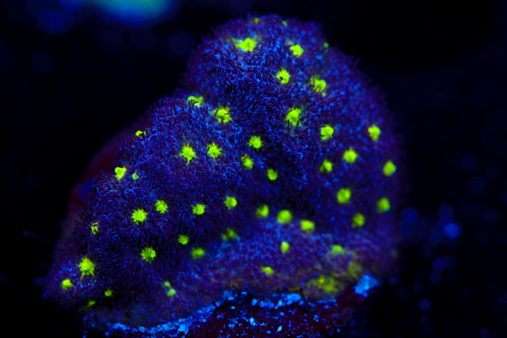 Toxic Waste Psammocora