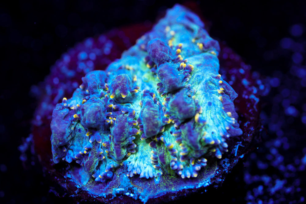 Sapphire Road Hydnophora