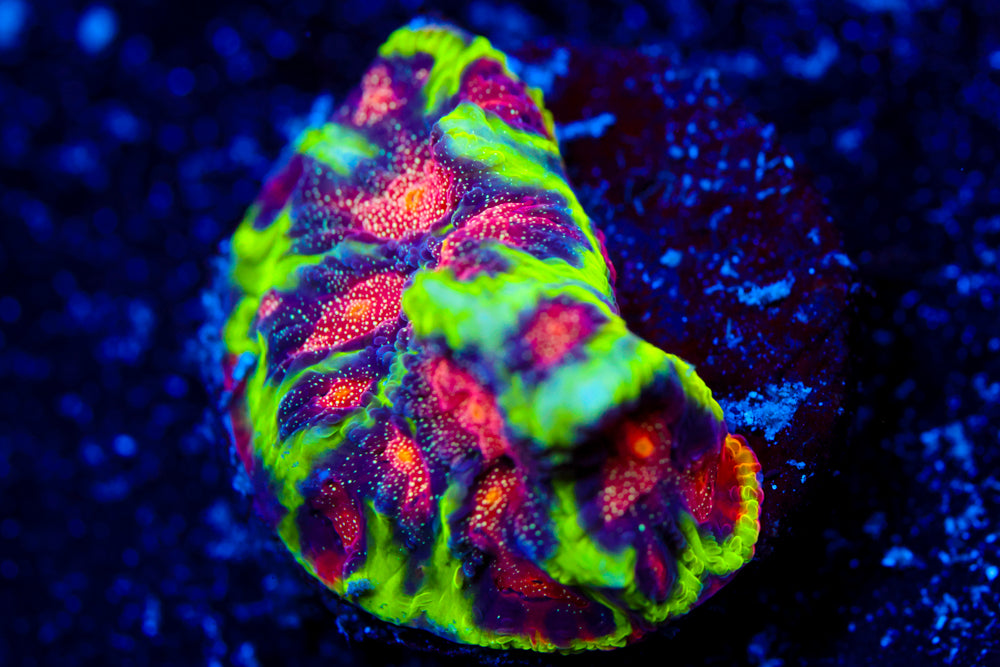 Cv Rainbow Venom Favia