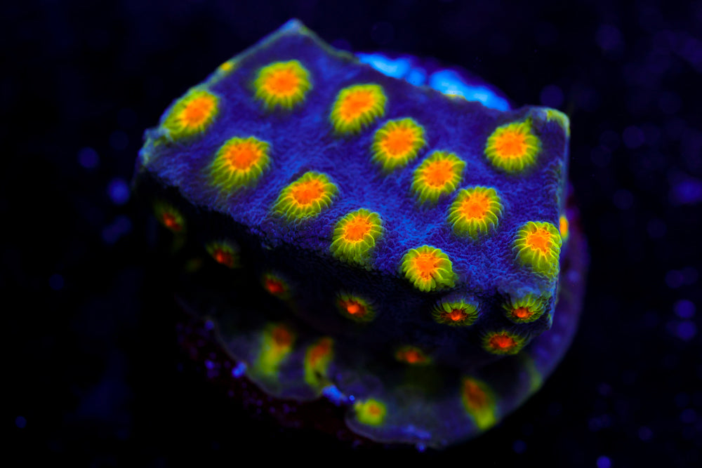 Buzz Lightyear Cyphastrea