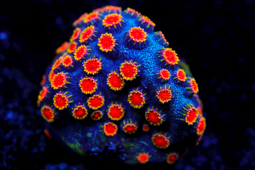 WWC Bizarro Cyphastrea