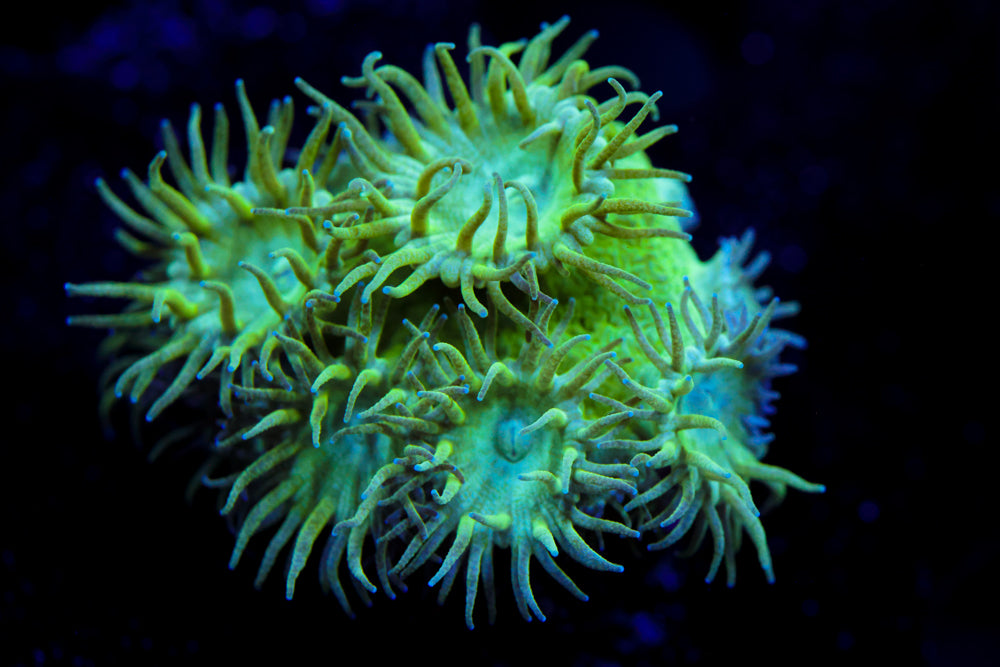 Neon Turbinaria