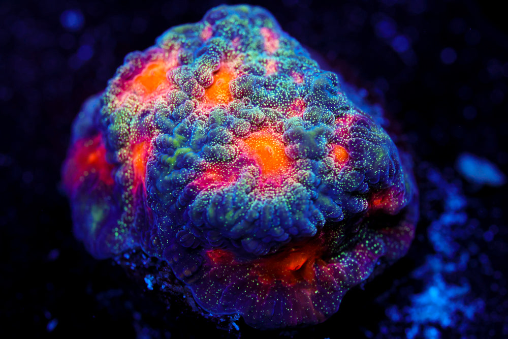 CC Space Cakes Favia