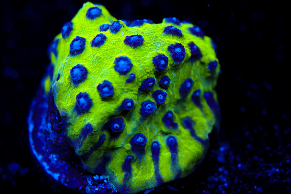 Master PPE Cyphastrea