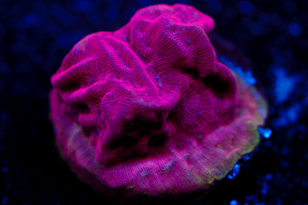 UC Poison Ivy Leptoseris