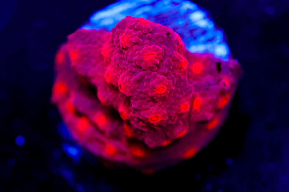 Cotton Candy Cyphastrea