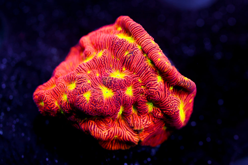 Jack o' Lantern Leptoseris