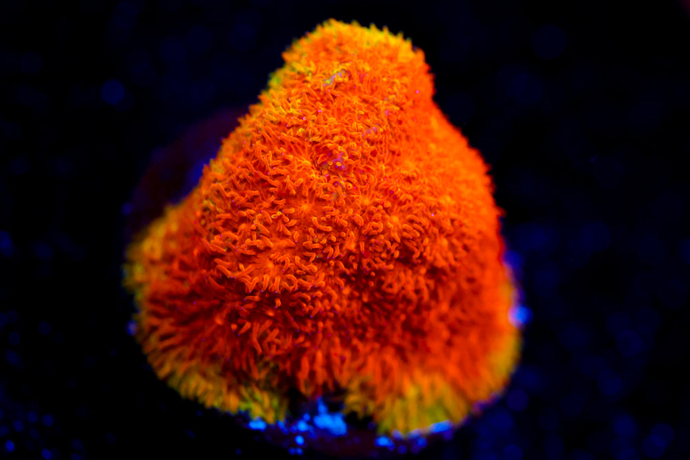 Watermelon Psammocora