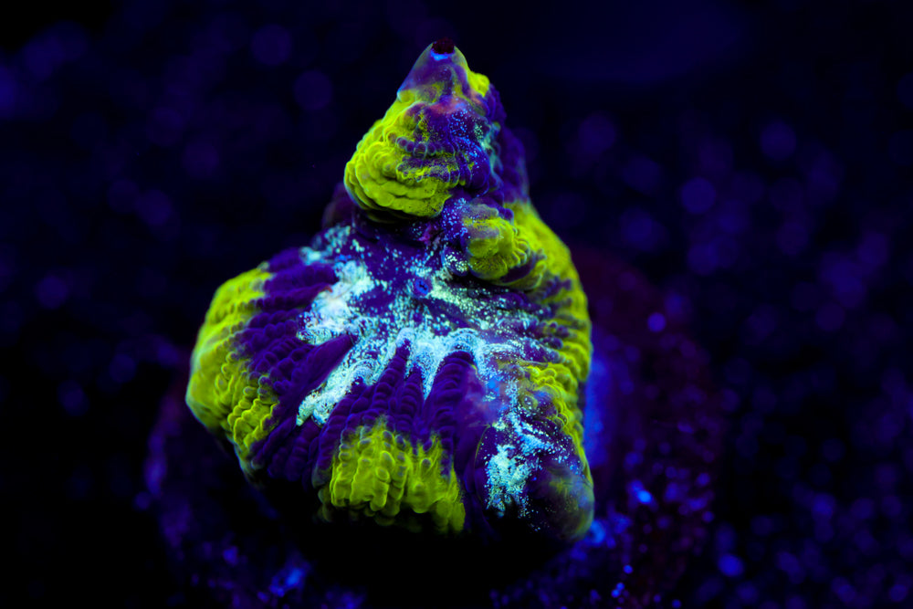 Court Jester Platygyra