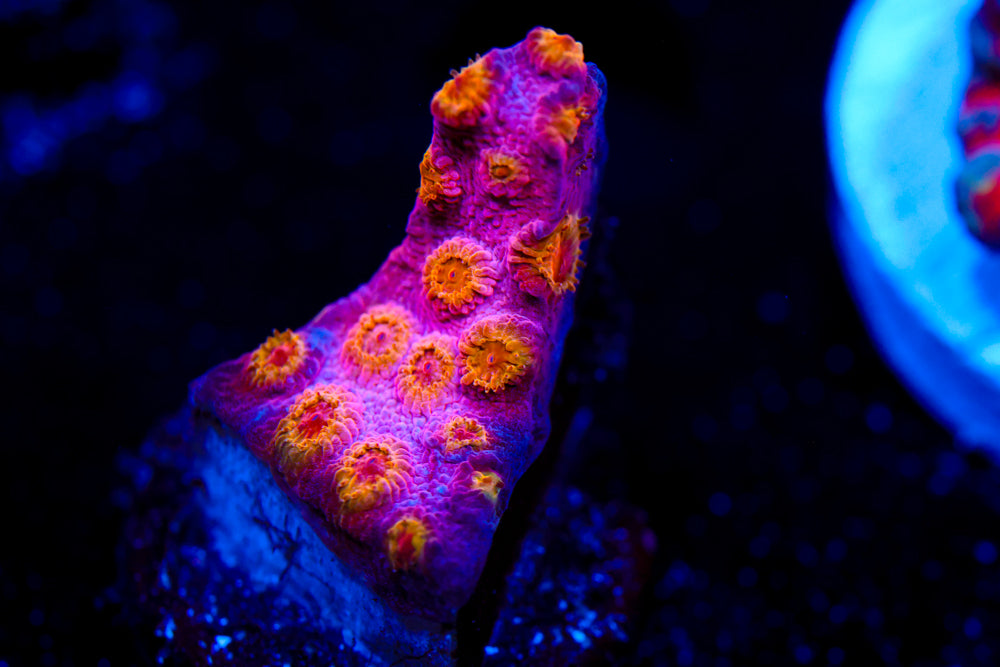 Copperhead Cyphastrea