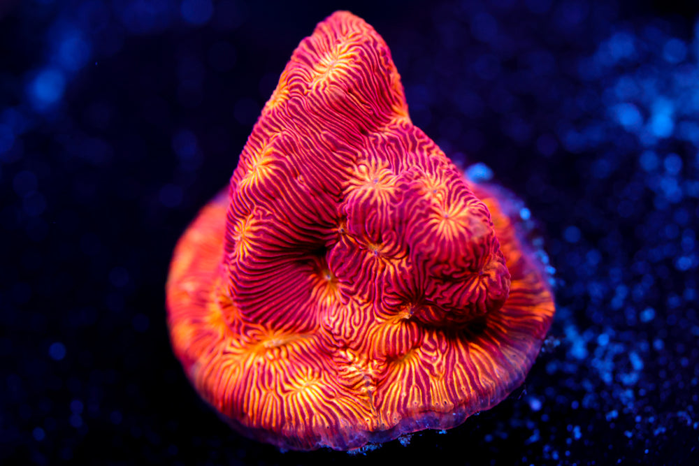 Cc Rising Sun Leptoseris