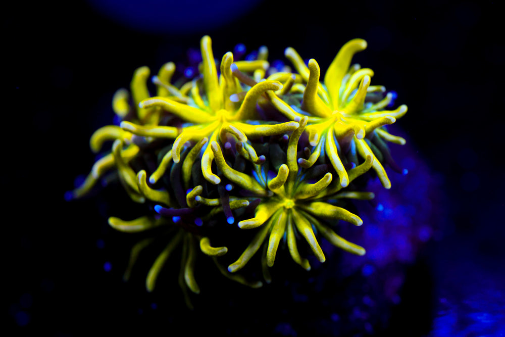 Neon Galaxea