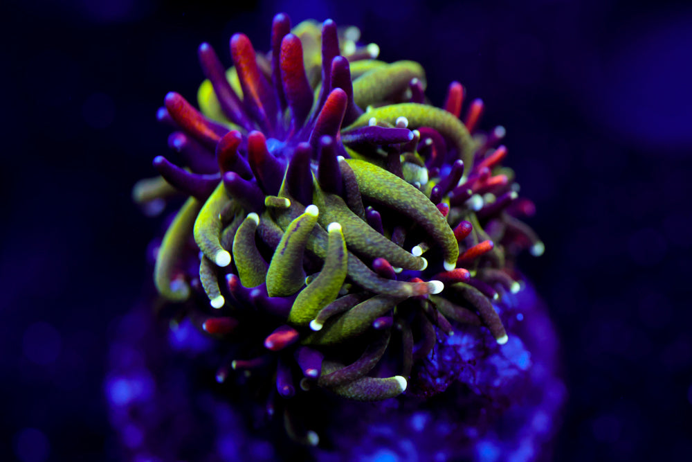 Sonic the Hedgehog Galaxea