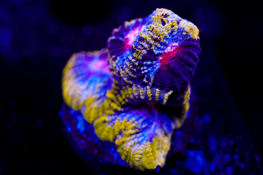 WWC Pico de Gallo Favia