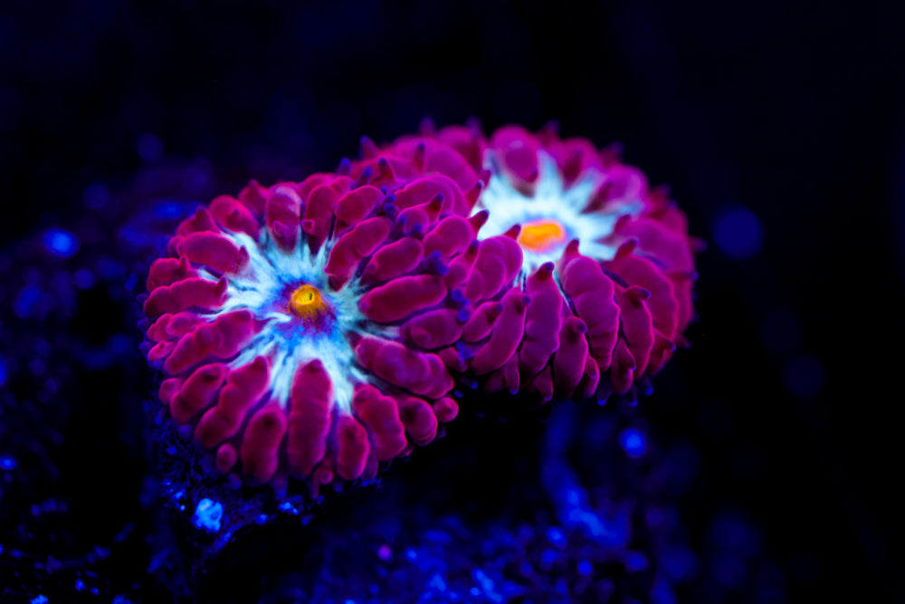 Blue Raven Blasto Merletti