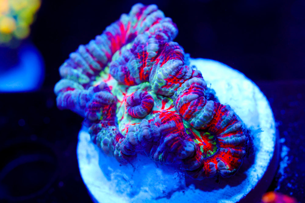 Hawaiian Willsoni (Aquacultured)