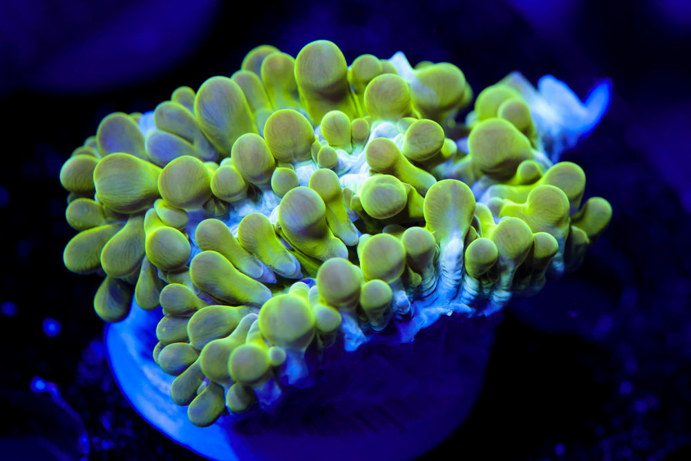 Neon Maze Bubble Coral