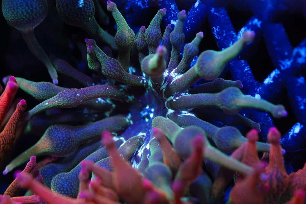 ECC Nexus Joker Bubble Tip Anemone
