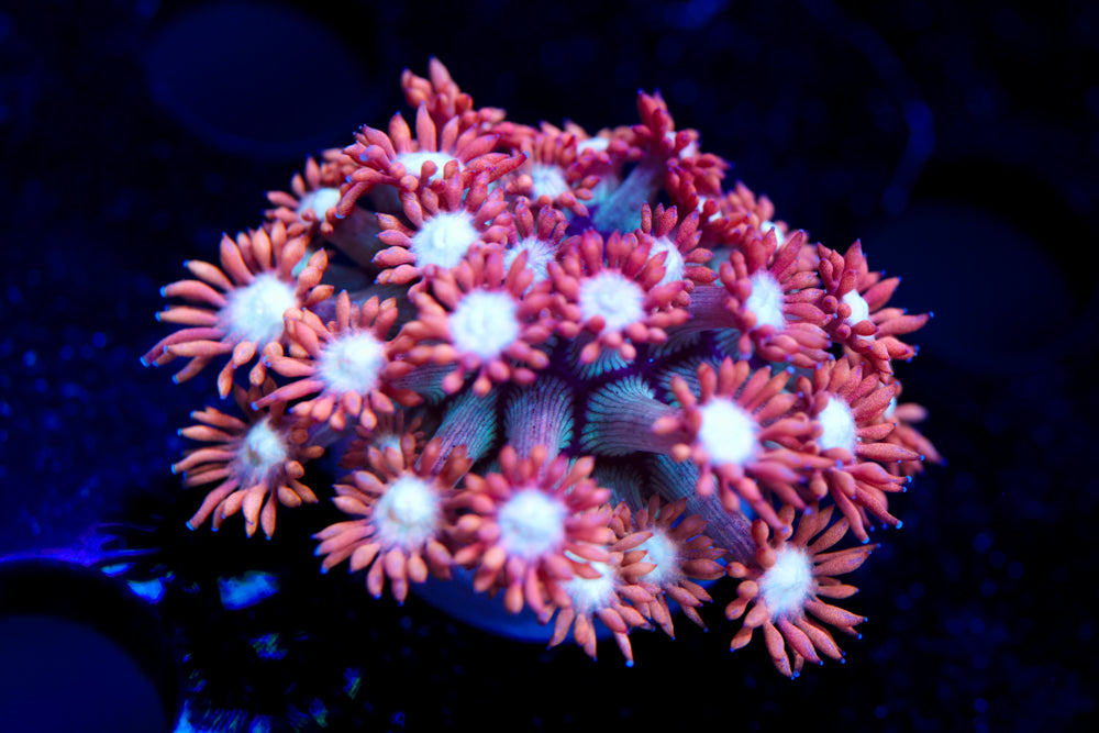 Nightmare Before Christmas Gonipora