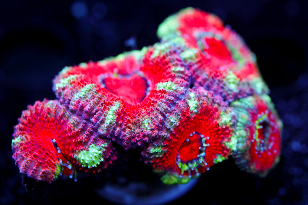 A1 Thick and Acan