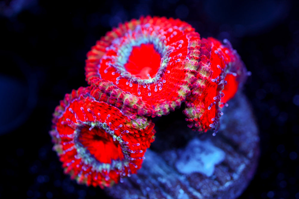 Cinnamon Acan
