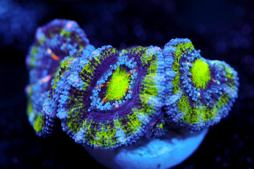 Reverse Kiwi Acan