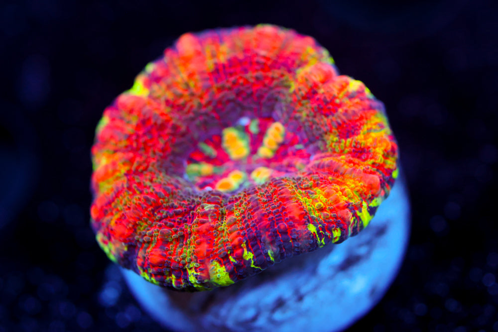 Hallucination Master Button Scoly